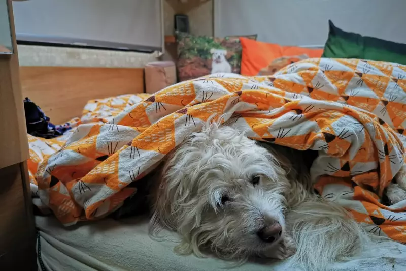 Bonfire Night Calm: How Zesty Paws Chews Can Soote Your Anxious Dog During Fireworks