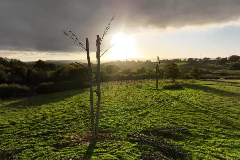 Frankenstein Trees: Radical Experiment Sees Dead Trees Bolted Together to Boost Birmingham's Biodiversity