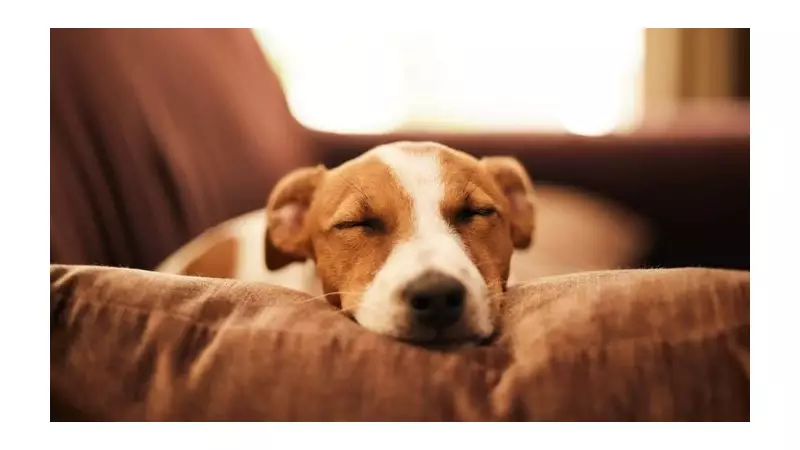 Keep Your Pets Calm During Fireworks: Revolutionary 19 Diffuser Offers Natural Relief