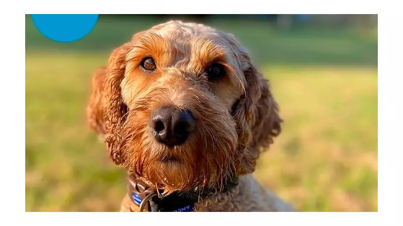 Paws for Celebration: Hospital Therapy Dog Wins Prestigious National Award