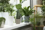 5 Must-Have Houseplants That Will Transform Your Home & Wellbeing