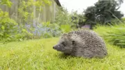 Hedgehog Emergency: 6 Vital Tips to Save Britain's Beloved Spiky Friends