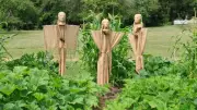 Revive Your Small Garden: Ancient 'Three Sisters' Method Boosts Harvests Naturally