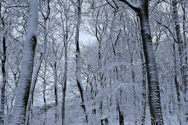 3 Perfect West Midlands Woodland Walks with Cosy Cafes for Winter 2025