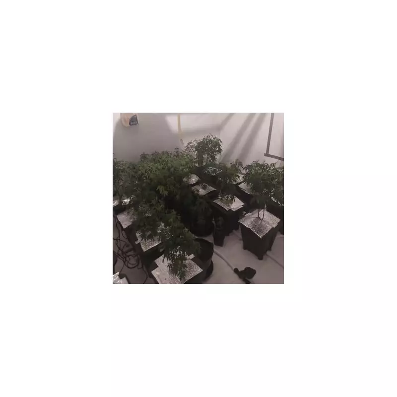 £30k Cannabis Farm Uncovered in Wolverhampton Police Raid