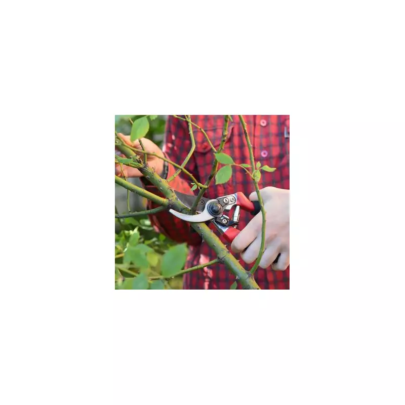 Black Spot Plague: Expert Reveals How to Save Your Roses This Summer