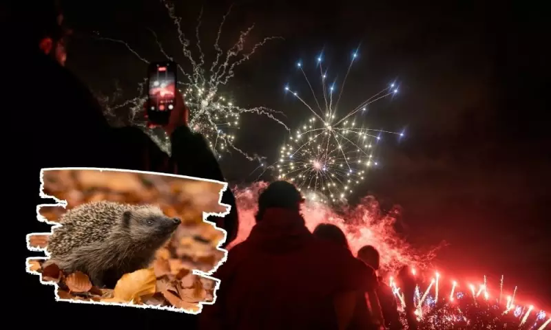Bonfire Night Wildlife Alert: 3 Essential Tips for a Safer Guy Fawkes Celebration