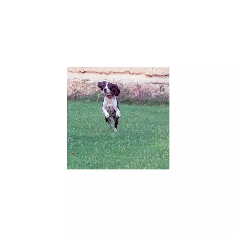 Dog Owner's Warning After Puppy Dies From Grass Seed Injury