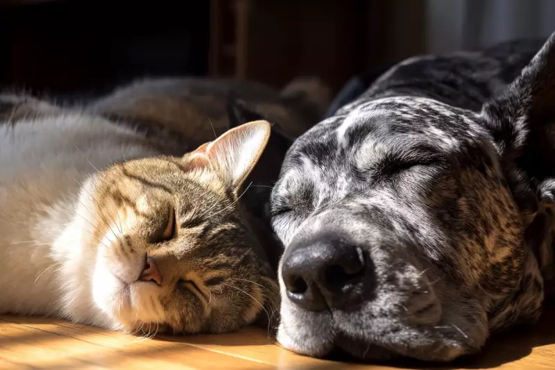 Never Run Out of Pet Food Again: The Rise of Automatic Pet Supply Deliveries