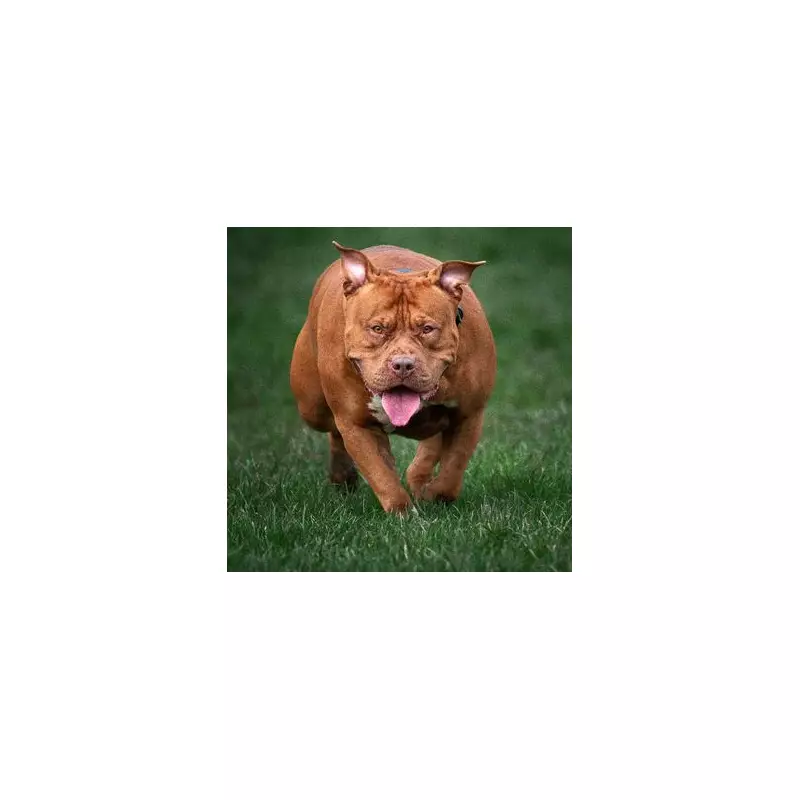 Nine XL Bully Puppies Seized in Police Raid Days Before Breeding Ban Takes Effect