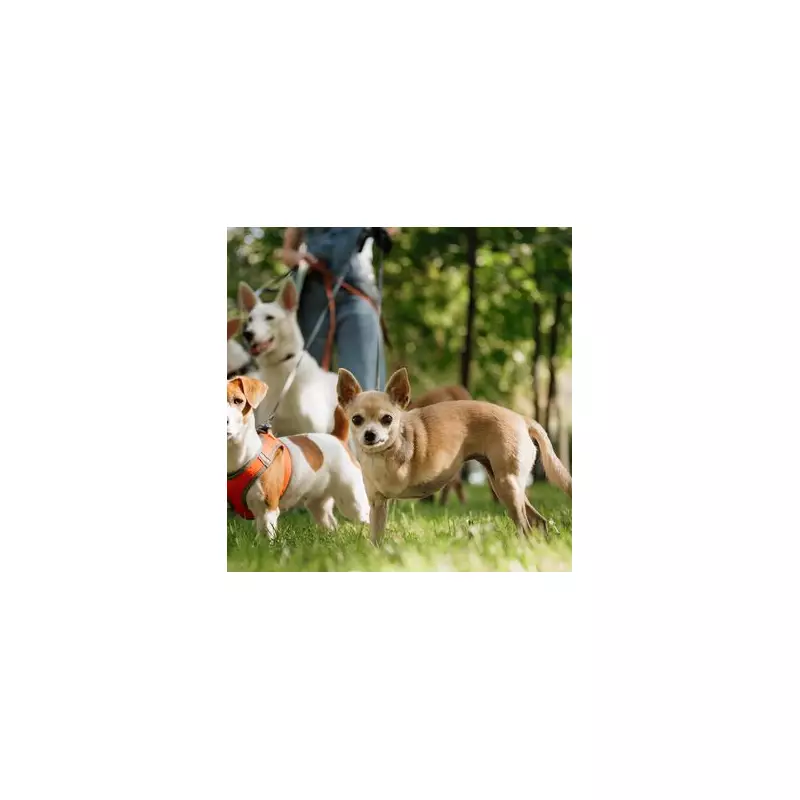 Pet Abandonment Soars 25% as Cost of Living Crisis Bites