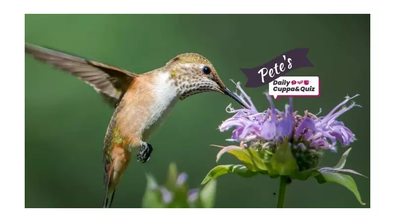 Saturday Quiz: Test Your Knowledge with General and Cryptic Questions