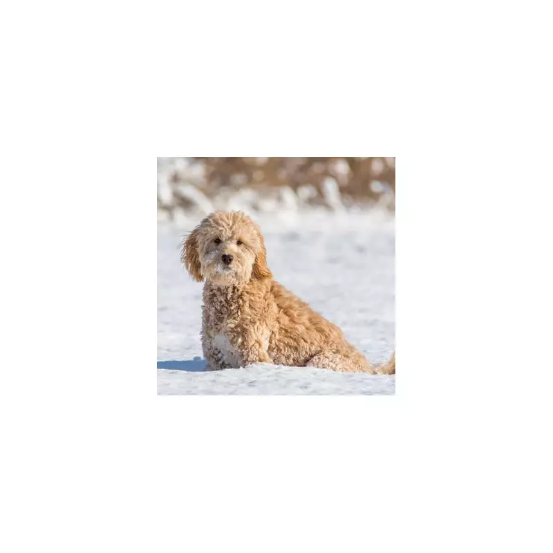 UK Snow Alert: Nine Areas of England Face -2C Freeze Next Week