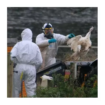 Bird Flu Outbreak in Midlands: H5N1 Confirmed in Worcestershire