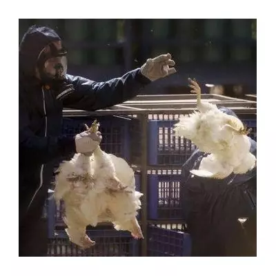 Bird Flu Outbreak in Worcestershire Sparks Major Poultry Cull