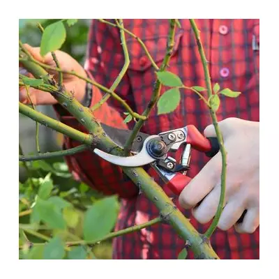 Black Spot Plague: Expert Reveals How to Save Your Roses This Summer