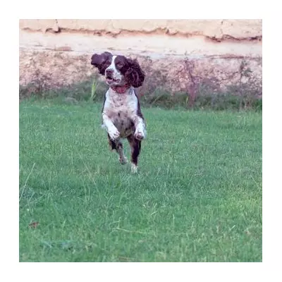 Dog Owner's Warning After Puppy Dies From Grass Seed Injury