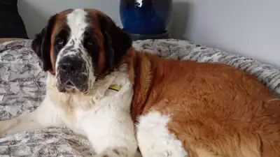 Dogs Trust Loughborough's Urgent Appeal for Foster Carers