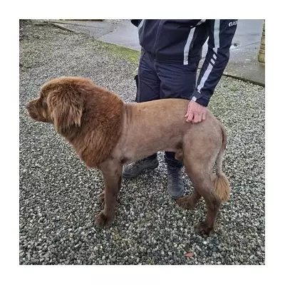 Lion Sighting Sparks Major Police Hunt in Essex Woods - Big Cat on the Loose?