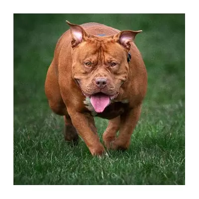 Nine XL Bully Puppies Seized in Police Raid Days Before Breeding Ban Takes Effect