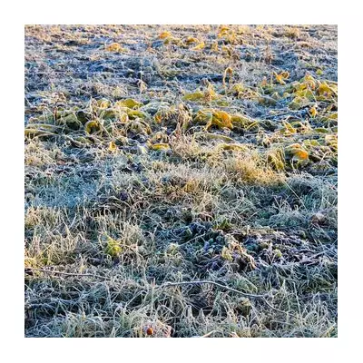 UK Braces for Frost and Snow as Temperatures Set to Plummet by 7C