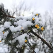 26 English Counties Escape Snow as 20cm Hits UK