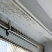 3 Cheap Plants That Absorb Mould and Damp in Your Home