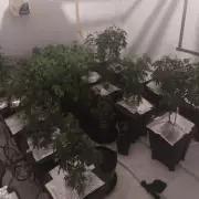 £30k Cannabis Farm Uncovered in Wolverhampton Police Raid