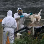 Bird Flu Outbreak in Midlands: H5N1 Confirmed in Worcestershire