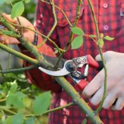 Black Spot Plague: Expert Reveals How to Save Your Roses This Summer