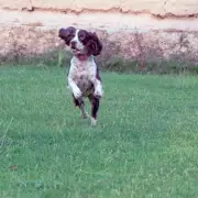 Dog Owner's Warning After Puppy Dies From Grass Seed Injury