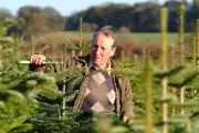 Find Your Perfect Real Christmas Tree in the West Midlands