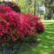 Five-Minute Garden Task Could Save Your Plants From Devastating Frost This Winter
