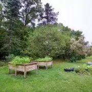 Gardener's Camera Captures Rare Pileated Woodpecker in UK Garden