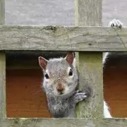 Gardener's Simple Chicken Wire Trick Stops Squirrels Eating Bulbs