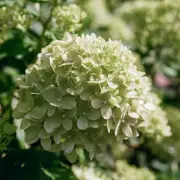 Hydrangea Heaven: Your Ultimate Guide to Stunning Blooms in British Gardens