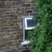 Japanese Knotweed Crisis: £1M Chelsea Homes Deemed 'Unsellable'