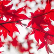 Japanese Maples: The Secret to Stunning Autumn Colour Revealed by Garden Experts