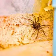 Keep Spiders Away Naturally with Cinnamon This Winter