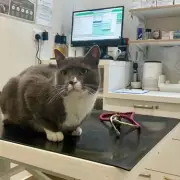 Labour's Bold Plan: New Rule for Every UK Town Could Transform Local Democracy