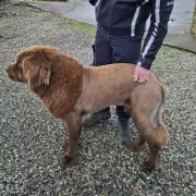 Lion Sighting Sparks Major Police Hunt in Essex Woods - Big Cat on the Loose?