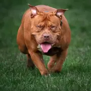 Nine XL Bully Puppies Seized in Police Raid Days Before Breeding Ban Takes Effect