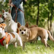 Pet Abandonment Soars 25% as Cost of Living Crisis Bites