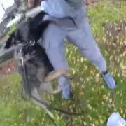 Police Dog PD Bear's Dramatic Chase Nabs Wanted Man in Dudley