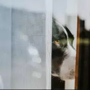 RSPCA Warns of 25% Surge in Pet Abandonment as Cost of Living Bites