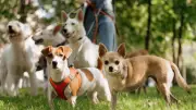 Vet Reveals Perfect Dog Walk Times By Age & Breed For Health
