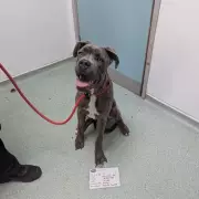 West Bromwich teen gets 10-year animal ban over doorbell camera abuse