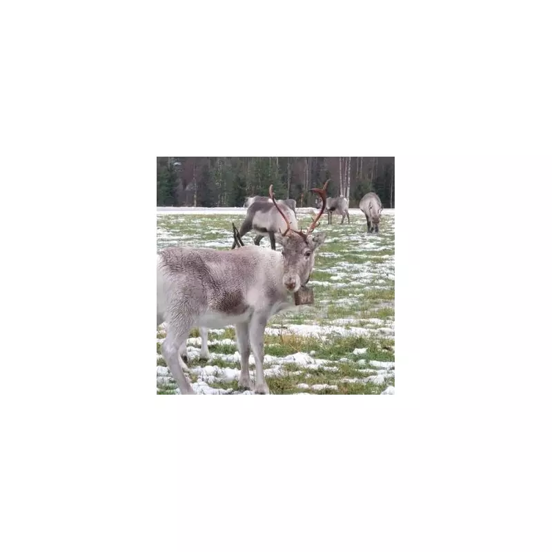 Christmas Reindeer Grotto Near Birmingham: Festive Fun 20 Mins Away