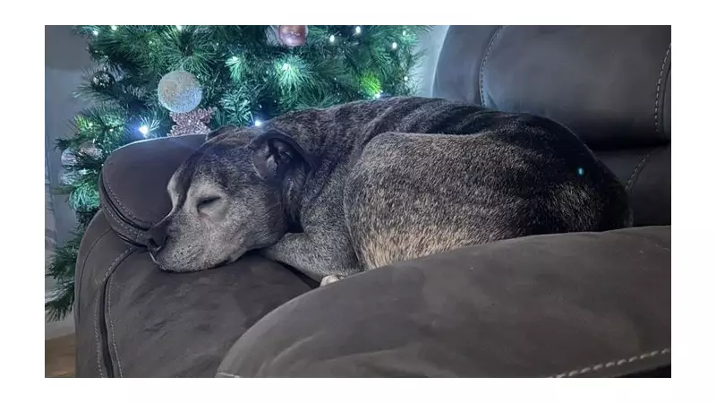 Freshfields Animal Rescue Launches Christmas Appeal: Your Present, Their Future