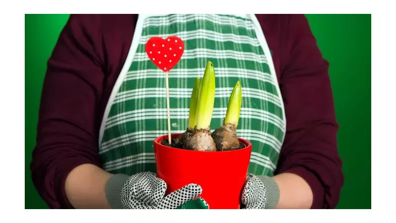 How to Force Bulbs for Festive Blooms: Expert Tips for Christmas Flowers